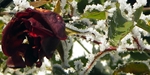 doorbloeiende klimrozen Rosa 'Belle Étoile de Hollande'