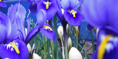 Iris reticulata 'Harmony' en Crocus chrysanthus 'Qream Beauty' 