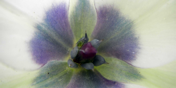 Tulipa humilis var. pulchella ‘Ablocaerulea’, botanisch tulpje