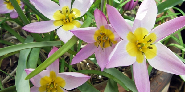 Tulipa humilis, botanisch tulpje