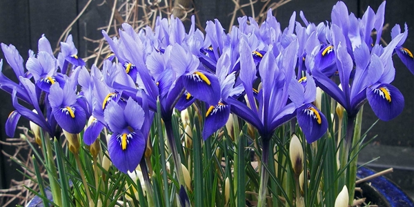 Iris reticulata ‘Harmony’, Iris