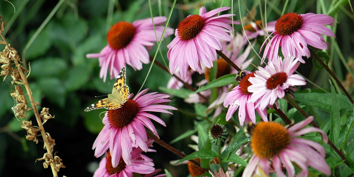 vlinderplanten