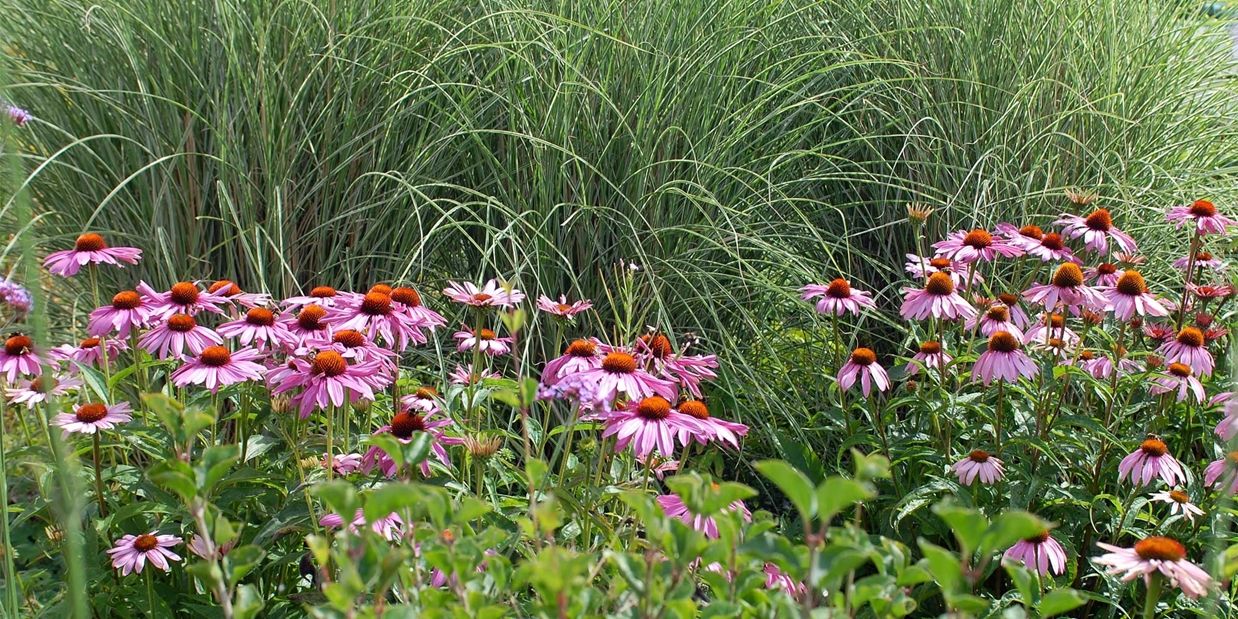 echinacea combinatie met siergras