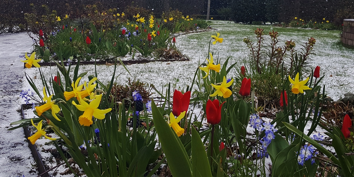 bollen in de sneeuw