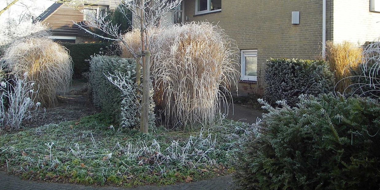 wintersilhouet siergrassen