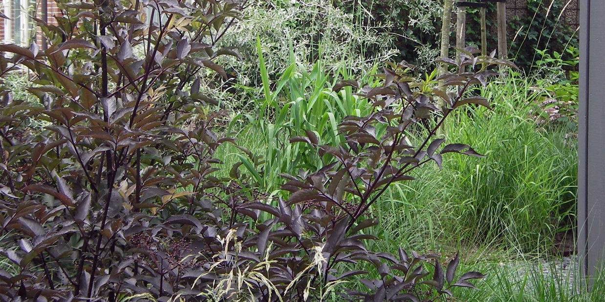 Sambucus 'Black Beauty'