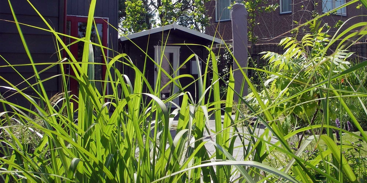 siergras in de tuin