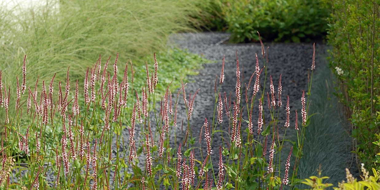 vaste planten