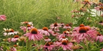 echinacea met siergras