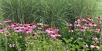 echinacea combinatie met siergras