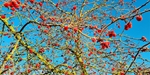 Malus 'Red Sentinal'