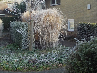 wintersilhouet siergrassen