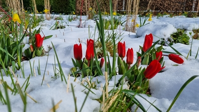 beplantingsdeskundige