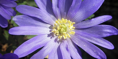 Anemone blanda ‘Blue Shades’, blauwe anemoon of windbloem