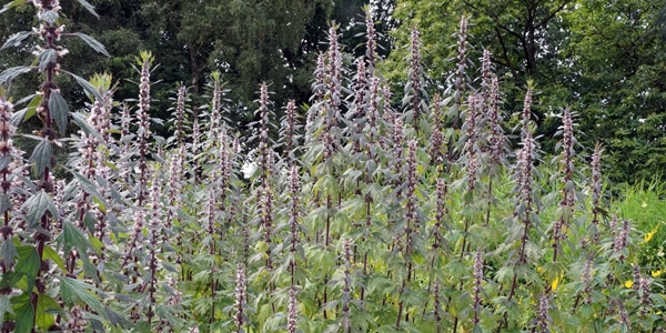 tuinarchitectuur Linum