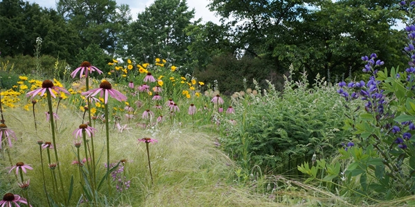 mystieke border