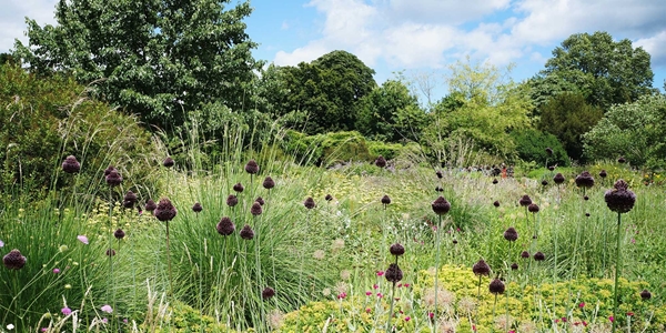 Allium forelock