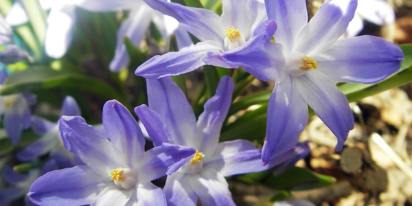 Chionodoxa forbesii ‘Blue Giant’, sneeuwroem