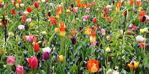 bollen en knollen Linum