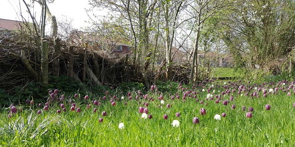 natuurlijke tuin