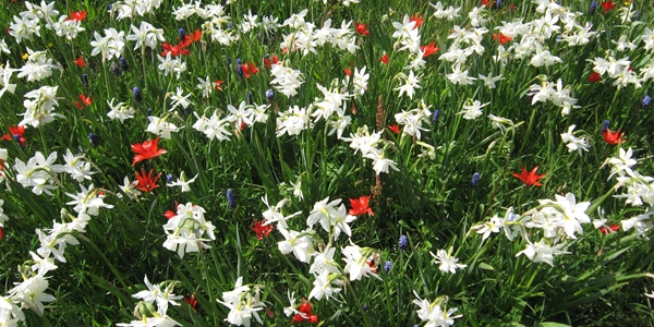 narcissen en tulpen gemengd