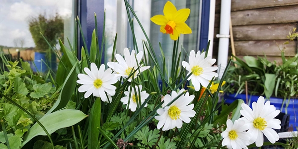 Anemone blanda 'White Splendour' narcissus 'Jetfire'